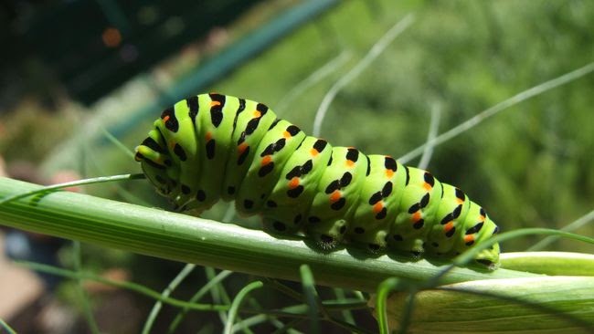 Pernah Mimpi Ulat Ternyata Seperti Ini Makna Nya Anirishchristmastour Com Blog Informasi Masa Kini