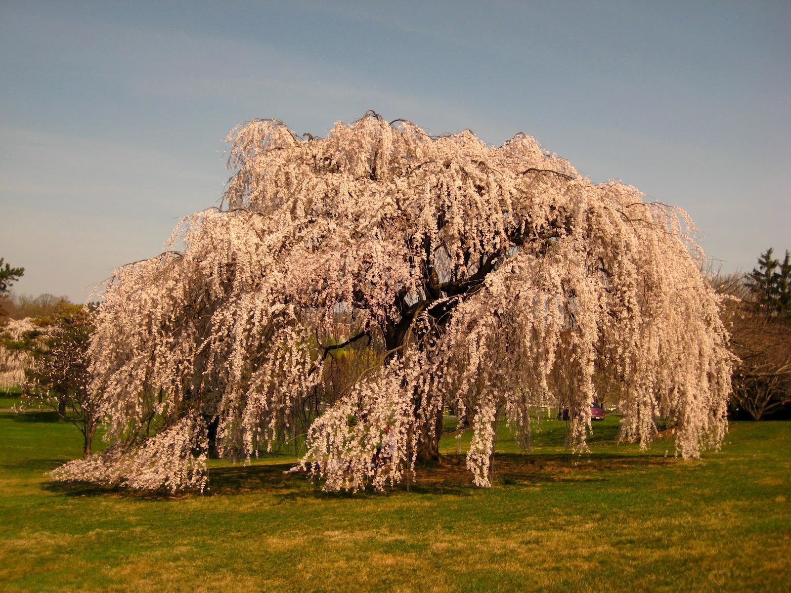 red brick house: Majestic Tree