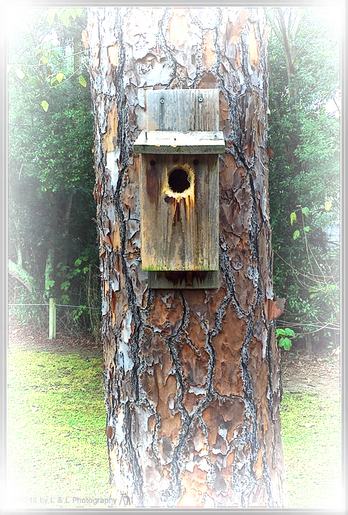 Ocala Central Florida Beyond: Golf Course Bird House Ocala Central Florida Beyond: Golf Course Bird House