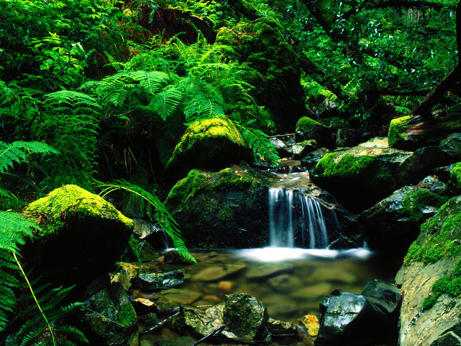 Only Wallpapers: Natural Beauty Only Wallpapers: Natural Beauty