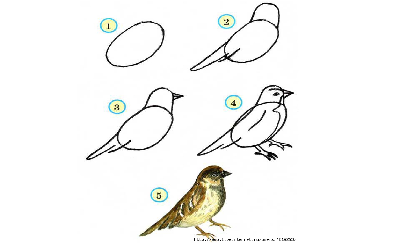 Рисуем птицу поэтапно презентация 2 класс. Схема рисования птицы. Рисование птицы в подготовительной группе. Рисование птиц с детьми средней группы. Рисование птицы в старшей группе.