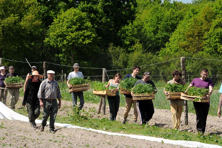 Trait Maraîcher Stage Formation Bio Sainte Marthe en maraîchage et