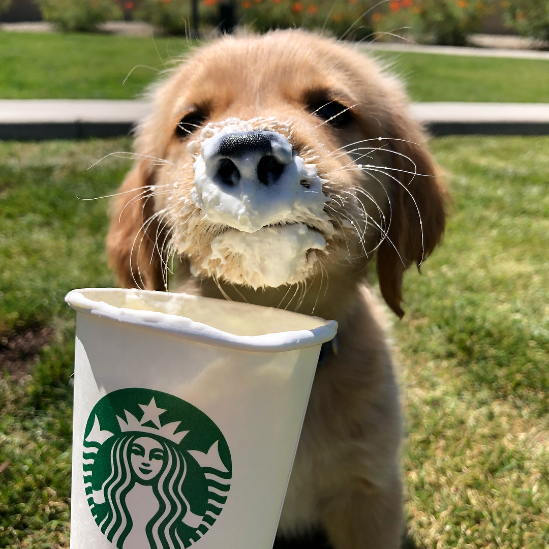 ¿Qué es el Puppuccino de Starbucks?