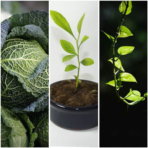 Vegetables and plants that can grow in our home garden