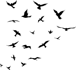 bird clip birds flock clipart silhouette fly why crow drawing tattoos vogelschwarm tree tattoo swarm clipground clipartmag together