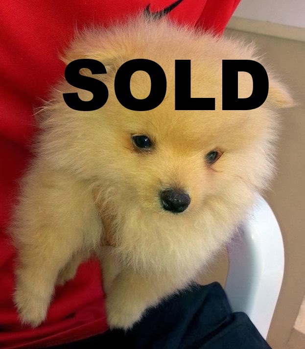 Pomeranian Puppies for Sale Cebu Philippines