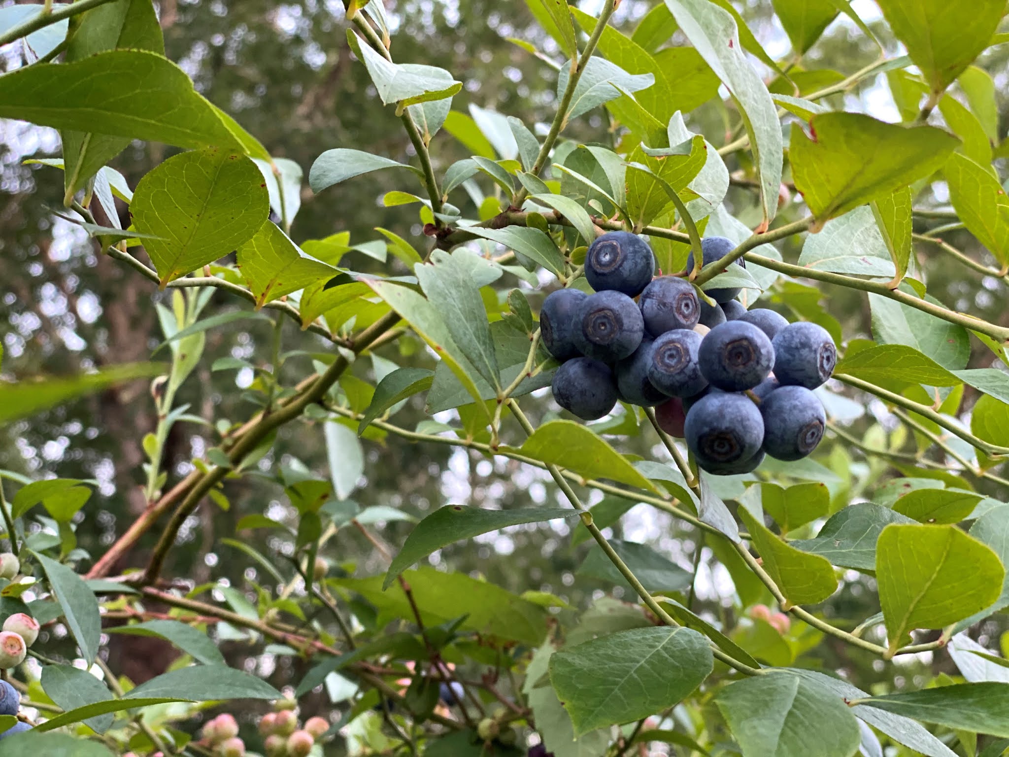 Quilted Blooms In Bloom 15 + Blueberries