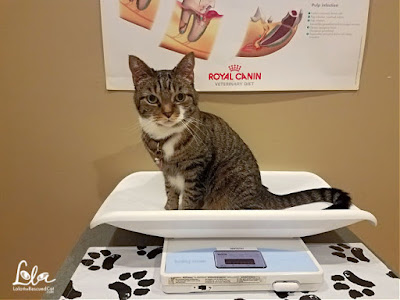 tabby cat at the vet