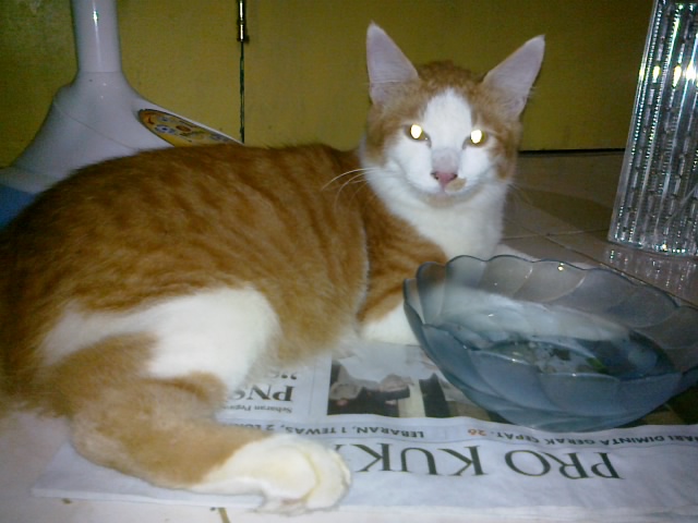Kucing Tidak Mau Makan Whiskas