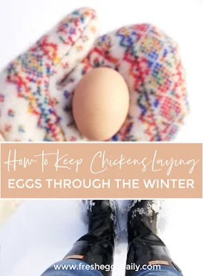 how to keep chickens laying eggs through the winter