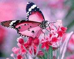 butterfly images