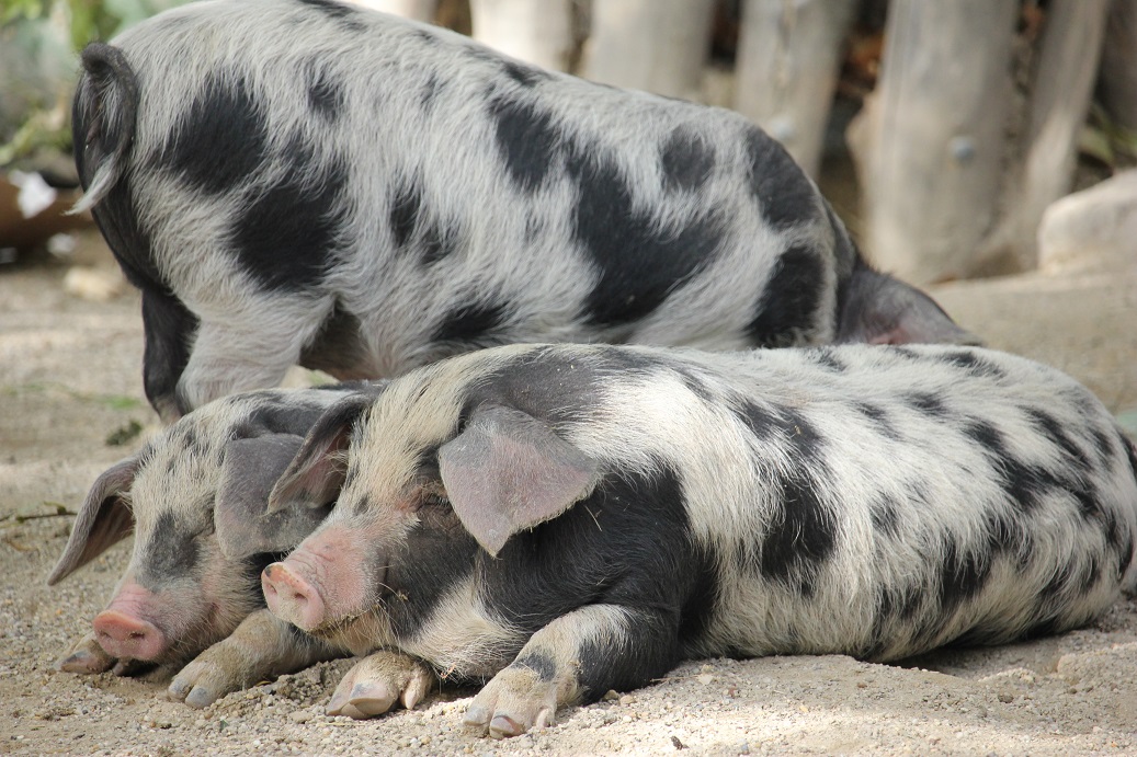 malá strakatá prasátka v zoologické zahradě Schönbrunn