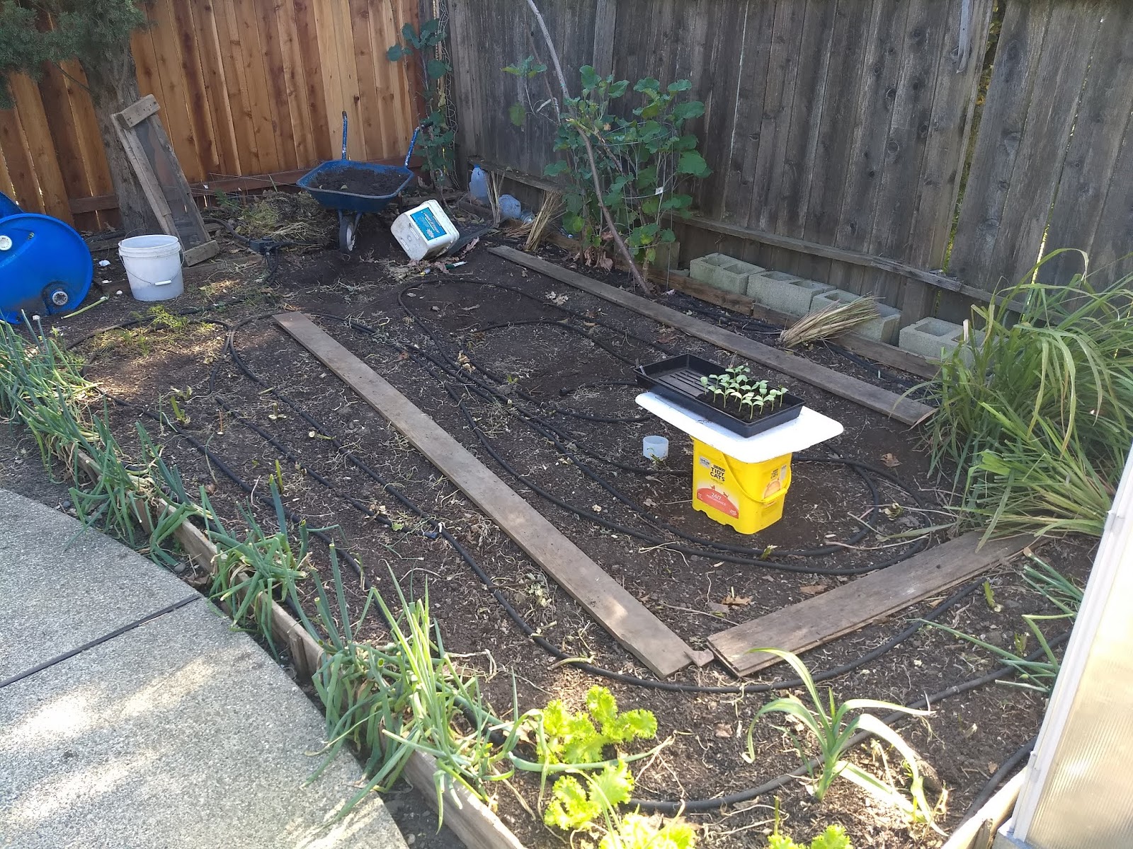 The Scientific Gardener Using soil blocks for Cucumber or Melon