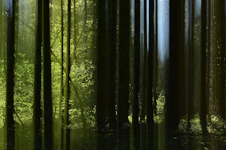 Naturfotografie Doppelbelichtung Mehrfachbelichtung Fotokunst Wischtechnik