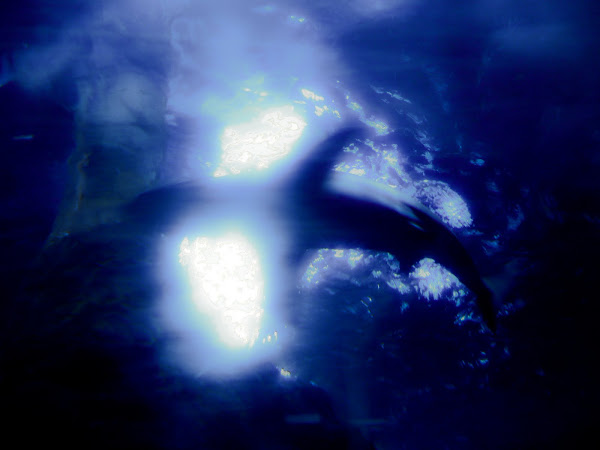 2011, AQWA, grey nurse shark, Perth,  Australia,  travel,  aquarium