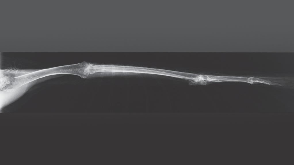 Rigging Asylum: Bird Anatomy - Skeletal