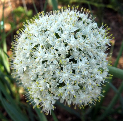 homegrown onion flower