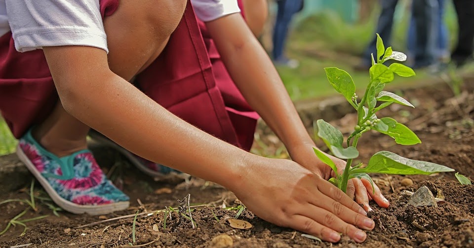 Tree plantation paragraph short and essay for class 6,8,10,12 Mahiuddin