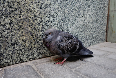 pigeon old and sickly