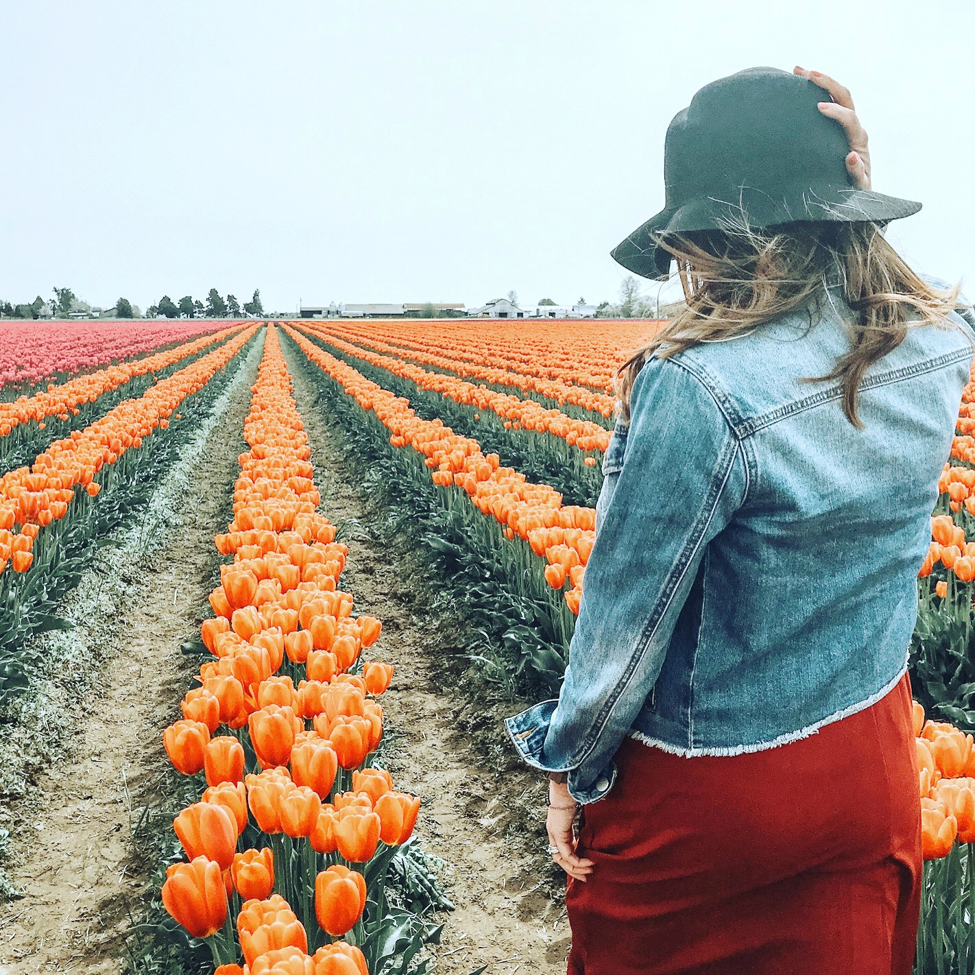 Are Dogs Allowed At Skagit Tulip Festival