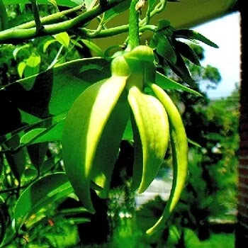 फुलांची नावे, Flowers Name In Marathi हिरवा चाफा, Annona Hexapetala Flowers Name In Marathi