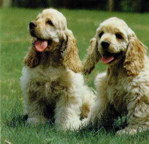 อเมริกัน ค็อกเกอร์ (American Cocker Spaniel) | คนรักหมา คู่มือการเลี้ยง ...