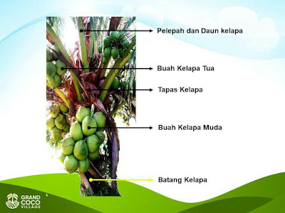 Kavling Kelapa Kebun di Kalimantan - Investasi Kavling Produktif Grand Coco Village Kavling Kelapa Kebun di Kalimantan - Investasi Kavling Produktif Grand Coco Village