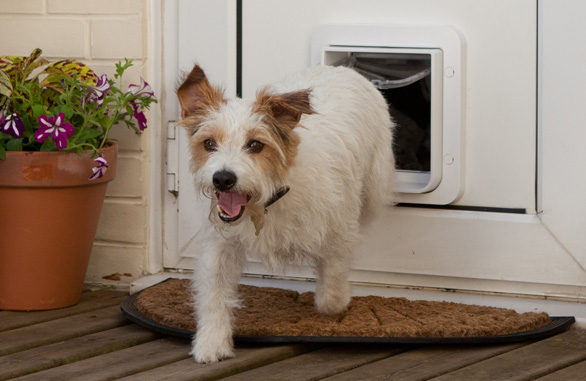 World S First App Controlled Pet Door Australian Dog Lover
