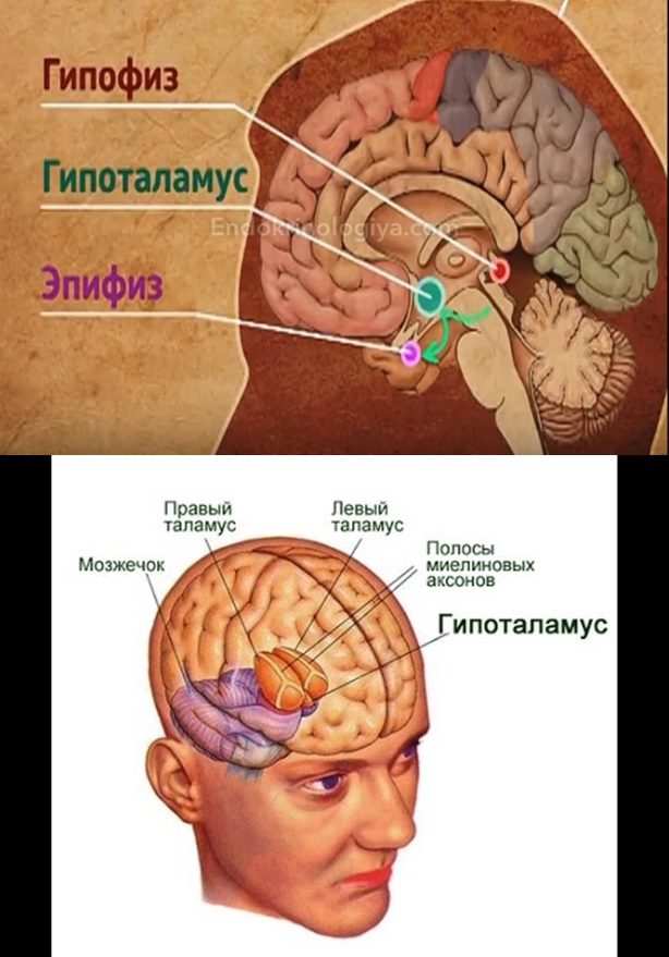Мозг находится в голове. Таламус гипоталамус эпифиз. Гипофиз эпифиз таламус. Гипофиз гипоталамус шишковидная железа. Строение головного мозга гипофиз.
