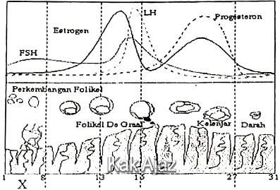 Siklus menstruasi, tahapan, fase, soal sistem reproduksi, biologi UN 2019 no. 20