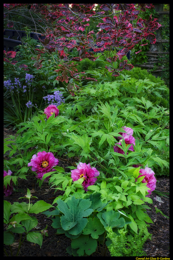 Conrad Art Glass & Gardens Tree Peonies 2020...