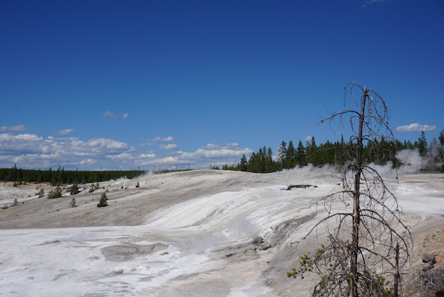 Paesaggio del Norris Geyser Basin, Yellowstone NP norris geyser basin fumarole landscape