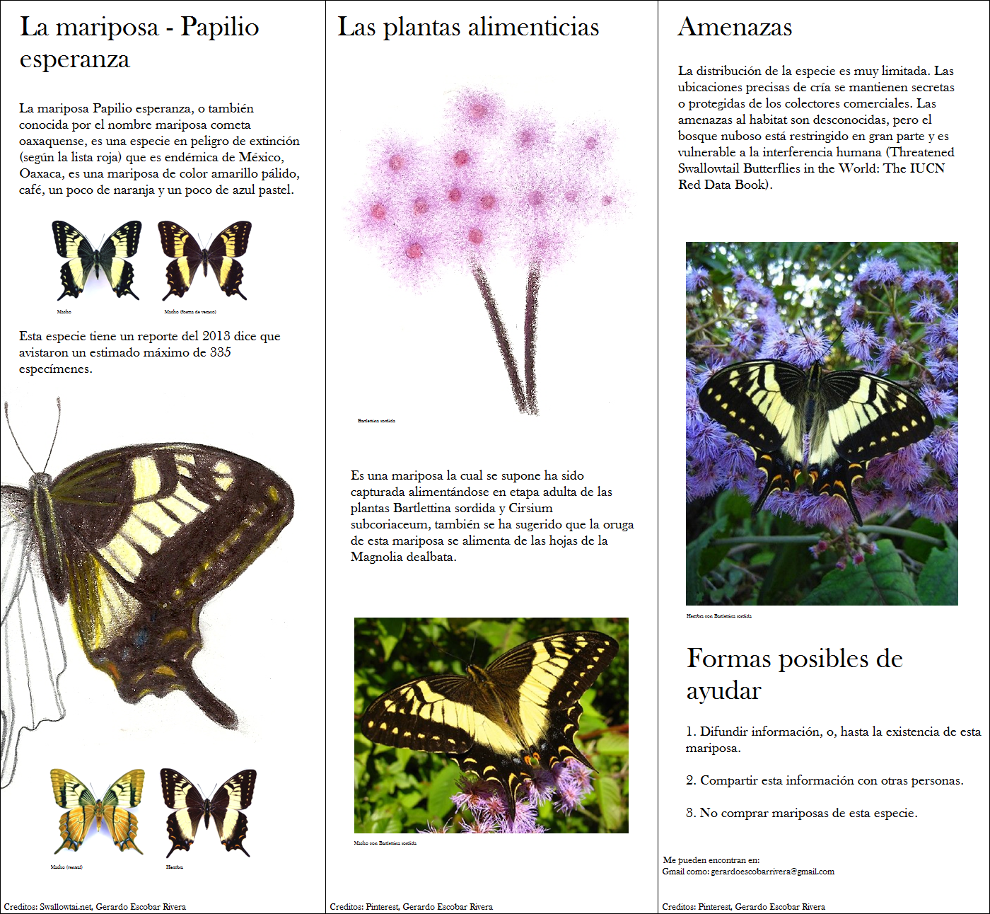 Folleto de mariposa Papilio esperanza