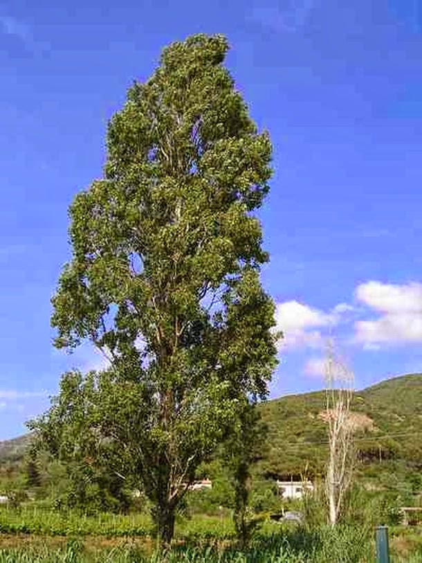 Тополя грузины. Тополь китайский (Populus simonii). Тополь белый пирамидальный. Тополь китайский пирамидальный.