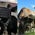 Governo da Rússia está colocando óculos VR em vacas pra que elas se vejam em lindos campos e produzam mais leite
