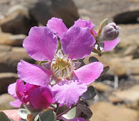 Esperance Wildflowers: Leptospermum sericeum - Silver Tea Tree