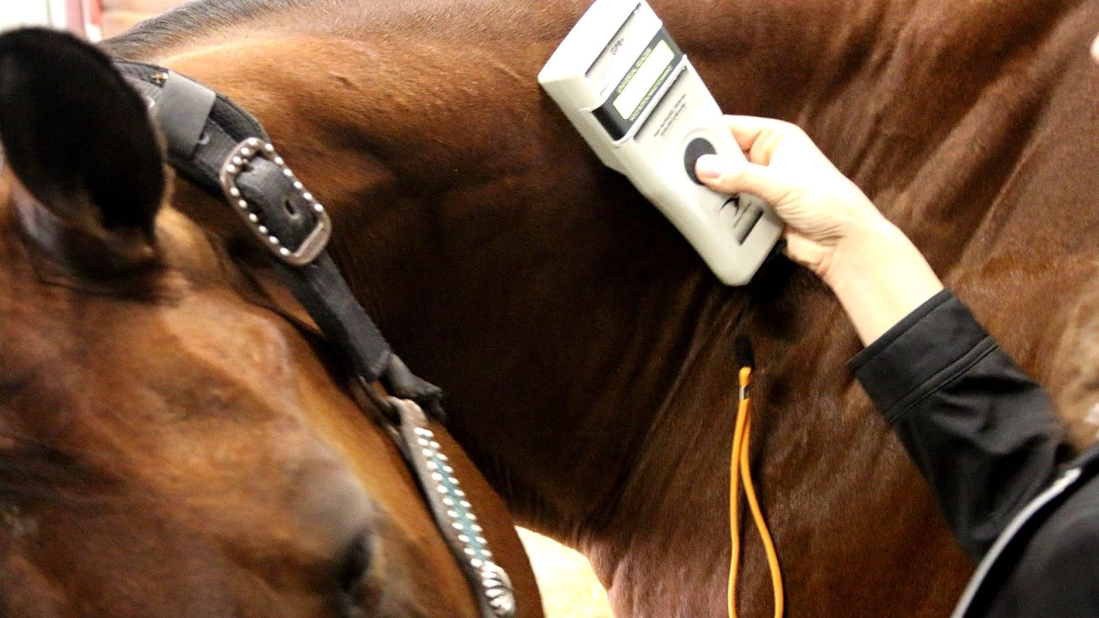 Microchip implant (animal) Horse Horse Choices