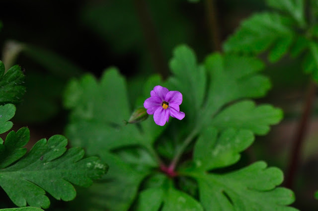 Desde Alájar Hierba de San Roberto