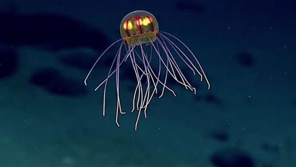 Tutti i misteri della Fossa delle Marianne sottovoce.360