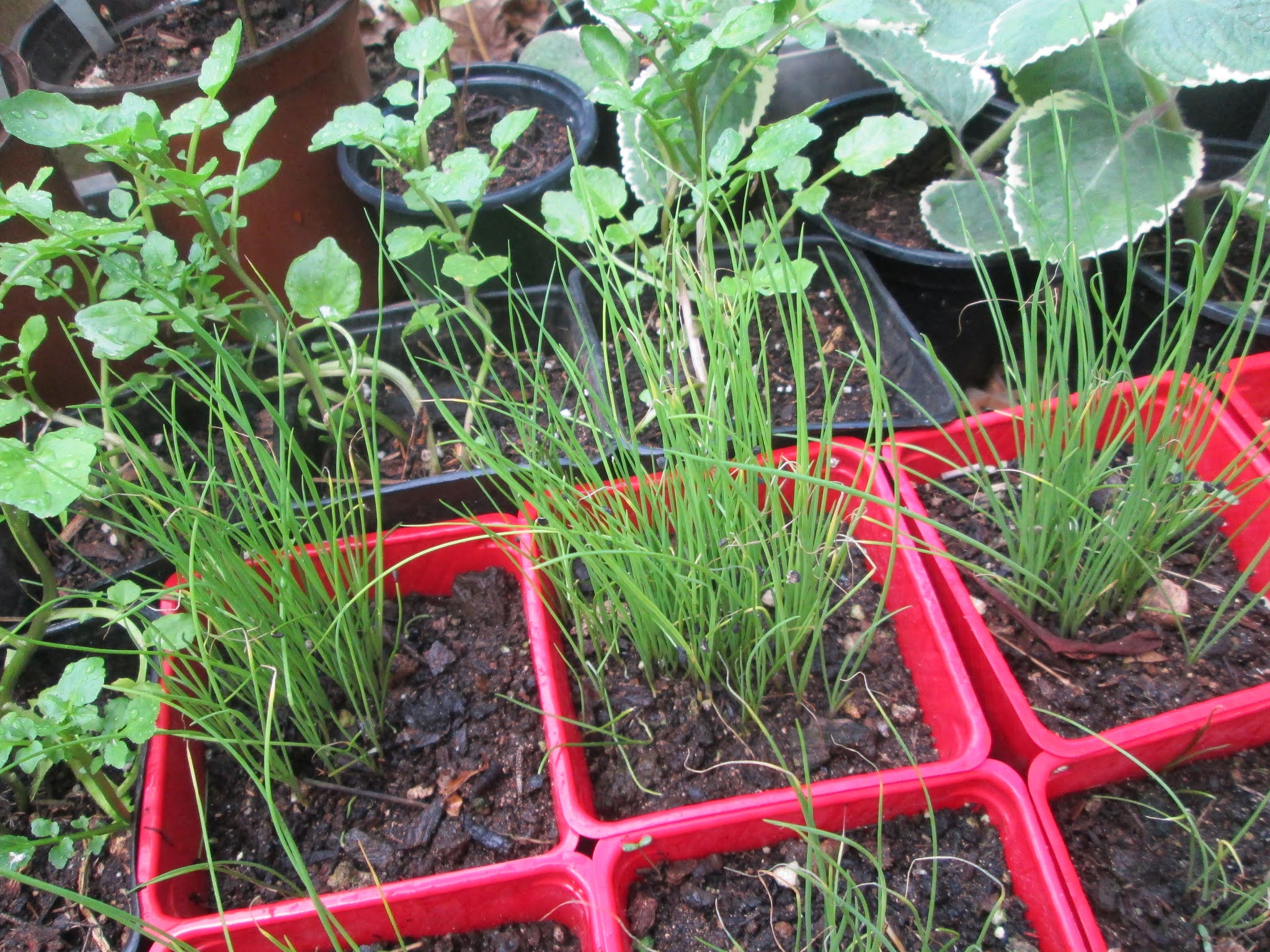 Garden Notes from Hawaii Garlic Chives (Allium tuberosum)