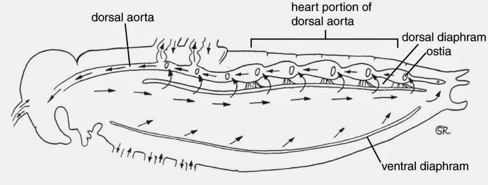 Morphology and anatomy of cockroach|Roaches