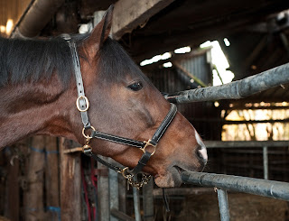 Bay horse with a leather headcollar biting a metal gate inside a barn
