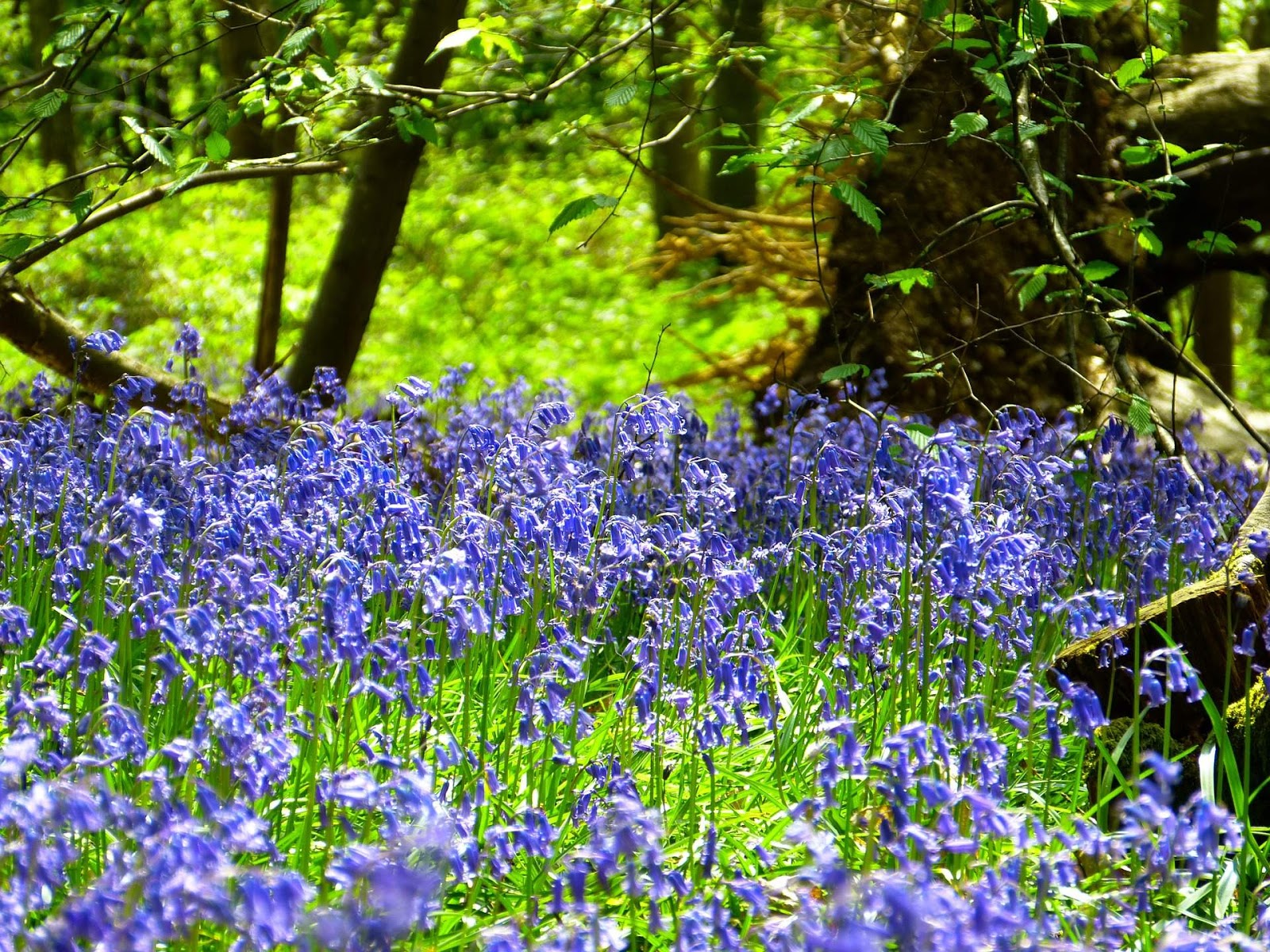 Niebieskie Kwiaty Polne Ciete Ogrodowe Bez Ogrodek Blog Ogrodniczy