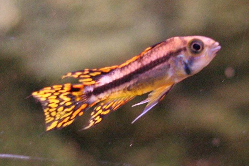 cockatoo cichlid cockatoo cichlid