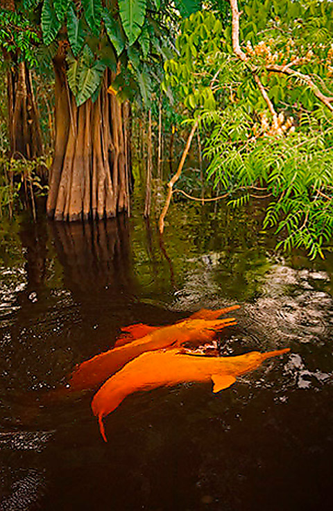 I Spy Animals: If You See a Glowing Dolphin...