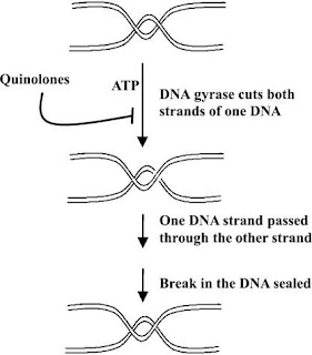 DNA gyrase