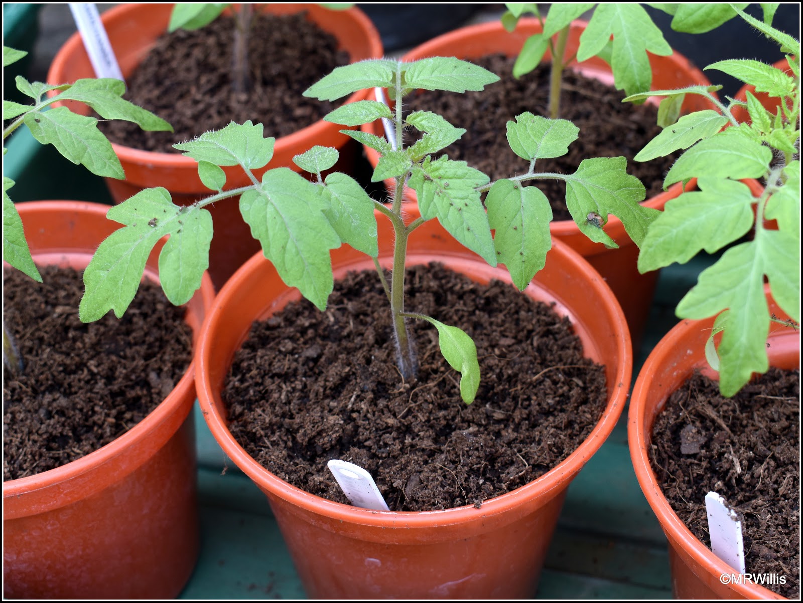 Mark's Veg Plot Pottingon tomato plants
