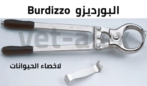 خصي الحيوانات بطريقة البورديزو  Burdizzo