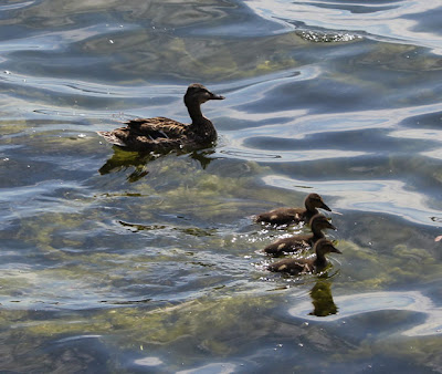 duck swimming with three ducklings