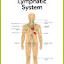 lymphatic 2Bsystem